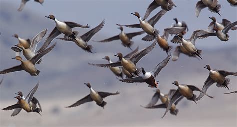 Smarter Together Mixed Species Foraging Flocks •