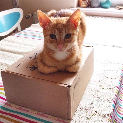 Typowy Kot Na Pudełku😺💁🐈🐾🎁 Kot Cat Instacat Cats Animals Container