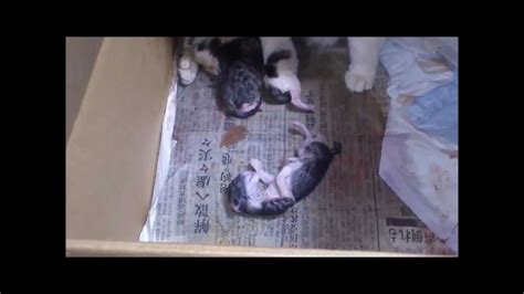猫の死産 とても悲しいです Stillbirth Of Cat Youtube