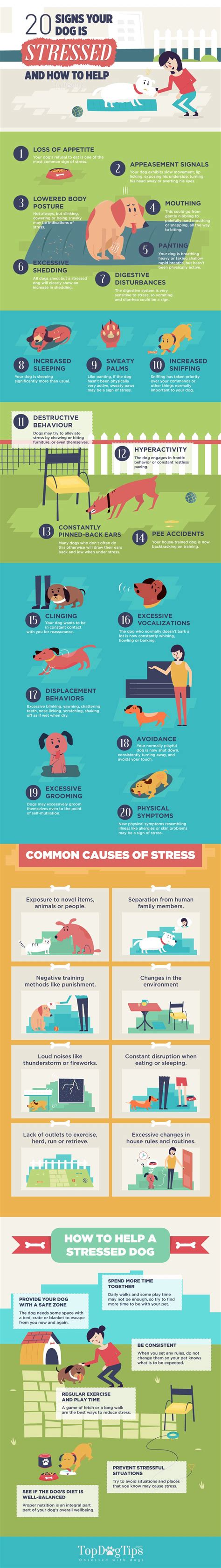 20 Signs Of Stress In Dogs And How To Relieve Stress In Your Dog