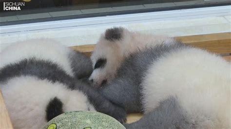 Rare Gray Panda Born At Research Base In China Gma