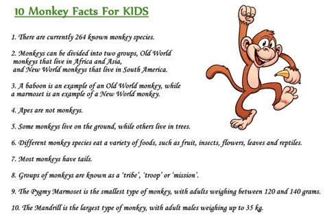 Images Of Monkeys For Kids