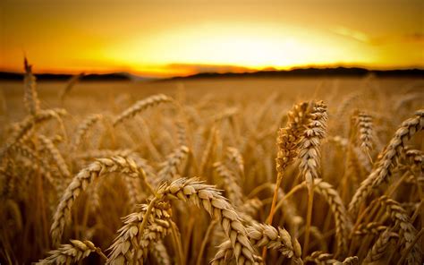 Wheat Harvest Wallpapers Top Free Wheat Harvest Backgrounds
