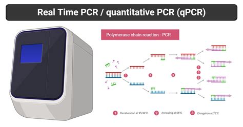 Real Time Pcr Principle Process Markers Uses