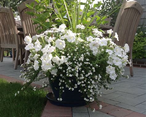 Container Gardening Flowers Garden Containers Container Plants