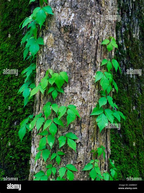 Poison Ivy Plants Hi Res Stock Photography And Images Alamy