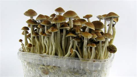 Tripping On Shrooms How Magic Mushrooms Work Howstuffworks