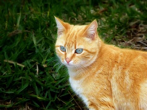 Red Cat With Blue Eyes Photo And Image Animals Cats Pets And Farm