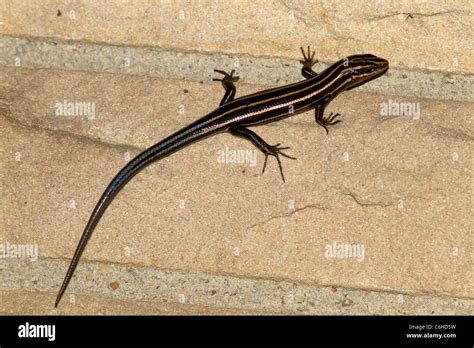 Five Lined Skink Eumeces Fasciatus On Wall Stock Photo Alamy