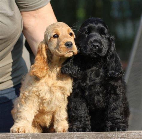realities  cocker spaniel owners  accept
