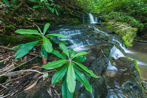Rhododendron Waterfalls Greenbrier Great Smoky Mountains Stock Photo