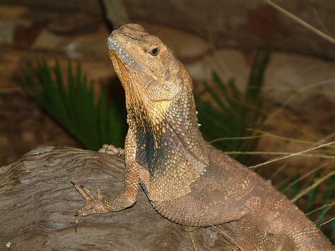 Frilled Neck Lizard Diet Wikipedia Coptoday