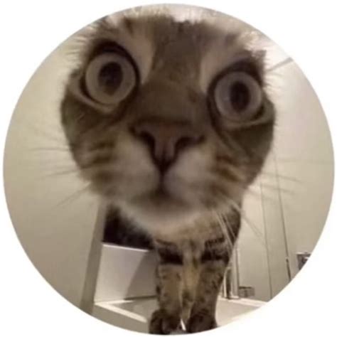 Round Icon Pfp Cute Cat Big Eyes Fish Eye Aesthetic Y2k Profile Picture