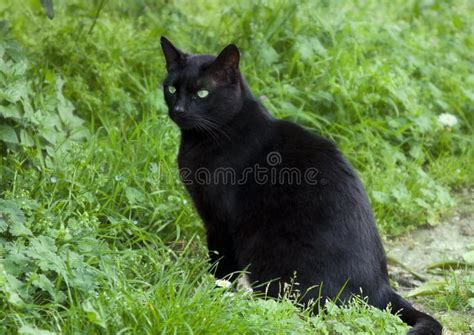 Black Cat With Green Eyes Stock Photo Image 39488380