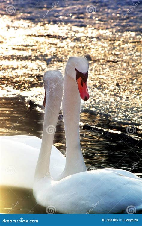 Couple Swans Stock Image Image Of Love Water Couple 568185