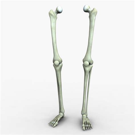 Human Leg Bones 3d Model Cgtrader