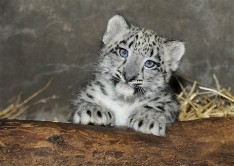 Brookfield Zoo Snow Leopard Cub Meet The Chicago Areas Newest