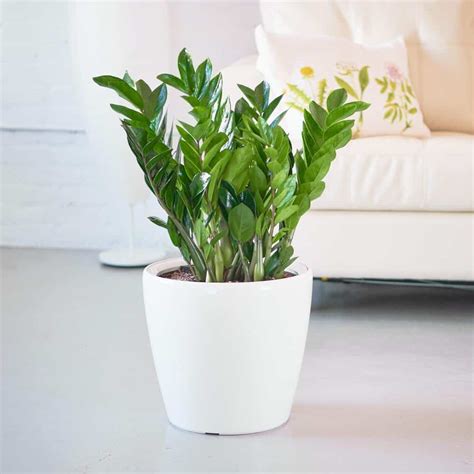 They are incredibly durable plants, thriving in dry conditions with little or no sun. 40 Best Indoor Plants that Don't Need Sunlight - Joyful ...
