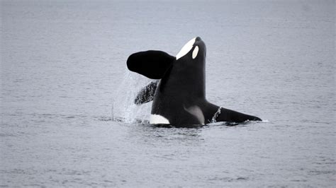 A Quest To See Canadas Orcas In The Wild Bbc Travel