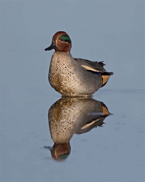 Eurasian Teal Stock Image Image Of Beach Freedom Great 65661597