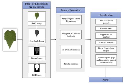 Automated Classification Of Tropical Shrub Species A Hybrid Of Leaf