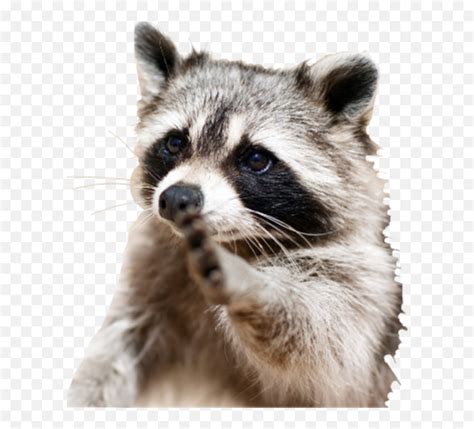 Racoon Raccoon Racoonlove Pet Animal Best Clever Animal Emojiraccoon