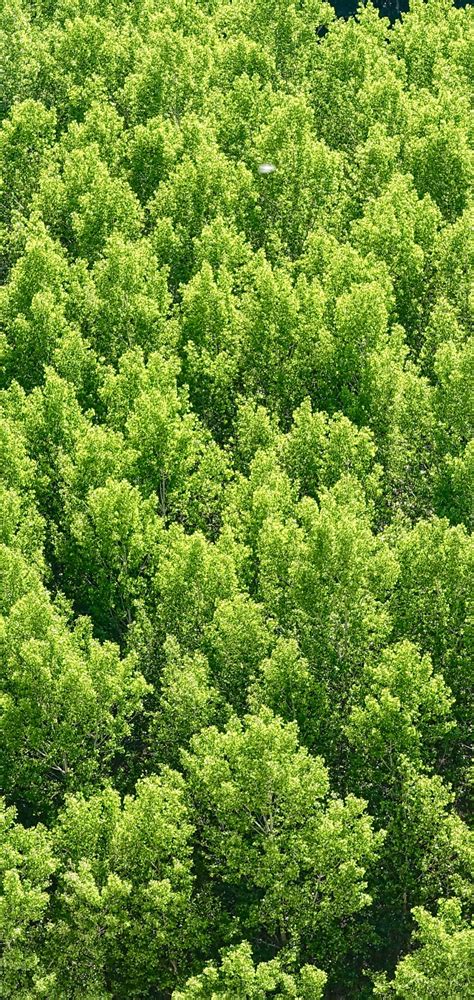 1080x2280 Forest Trees View From Above One Plus 6huawei P20honor