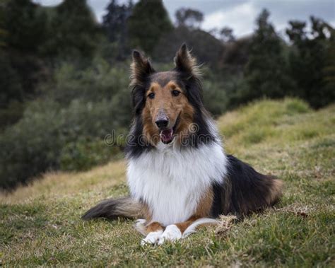 562 Lassie Dog White Photos Free And Royalty Free Stock Photos From