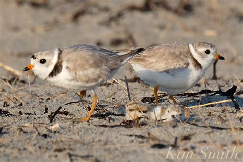Meet The Piping Plovers Of Good Harbor Beach Kim Smith Films
