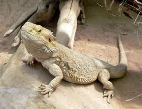 10 Interesting Lizard Facts My Interesting Facts