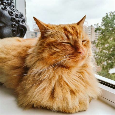 Gorgeous Siberian Red Cat Called Rossi Red Cat Orange Cat Cat Call