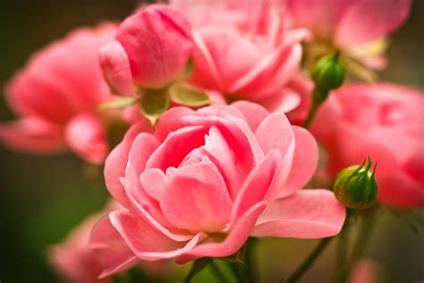 Rose Flower Pink Free Image Download