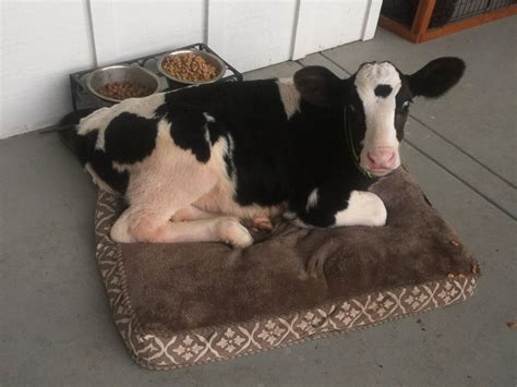 Meet Goliath The Adorable Baby Cow That Thinks Hes A Dog Abc News