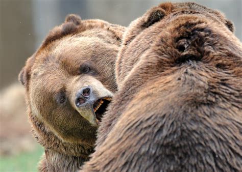 Wrestling Grizzly Bears Stock Photo Image Of Mammal 16098256