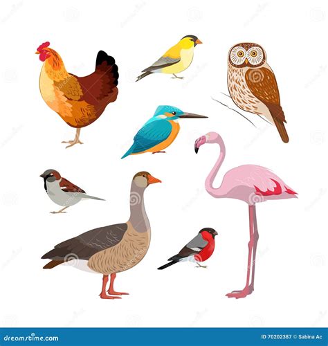 Colorful Realistic Bird Collection Stock Vector Illustration Of
