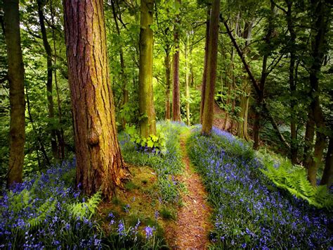 Woodland Path Spring Forest Forest Path Tree Forest