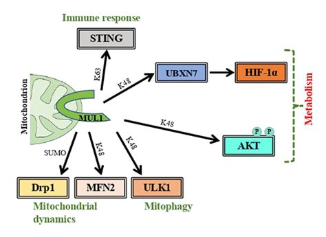 Regulation Of Metabolism By Mitochondrial Mul1 E3 Ubiquitin Ligase Medicine Innovates