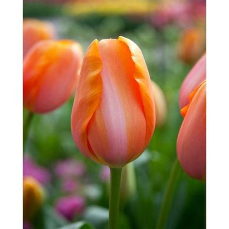 Tulip Dordogne Bulb Peter Nyssen Buy Flower Bulbs And Plants Online