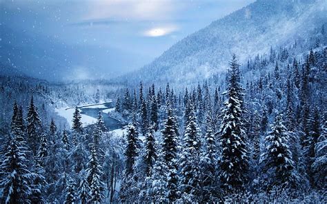 Hd Wallpaper Pine Tree Lot Winter Snow Trees Landscape Alaska
