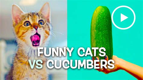 Funny Cats Vs Cucumbers Compilation January 2016 Youtube