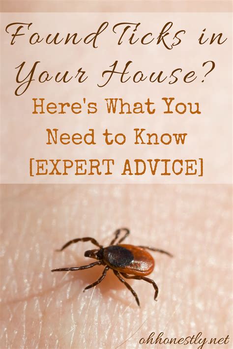 Found Ticks In Your House Heres What You Need To Know Expert Advice