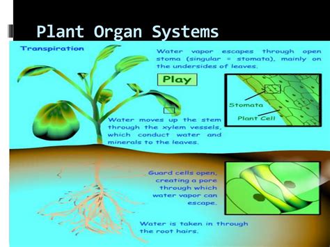 Ppt Organ Systems In Plants Powerpoint Presentation Free Download