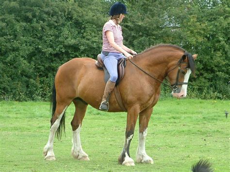 Clydesdales Under Saddle Clydesdale Clydesdale Horses Livestock