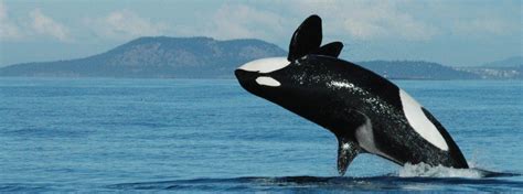 Orca Weibchen Auf Futtersuche Weise Wale Schwertwal Weibchen Können 90