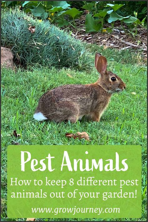 How To Keep 8 Different Pest Animals Out Of Your Garden Biennial