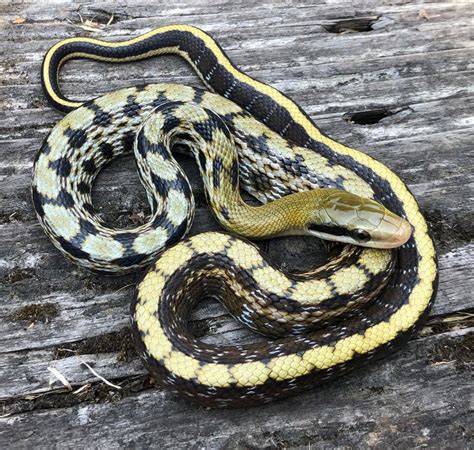 Taiwanese Snake Beauty Rat Snake By Brads World Reptiles Morphmarket