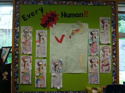 Human Body Board I Laminated The Middle Poster So We Can Use It Next