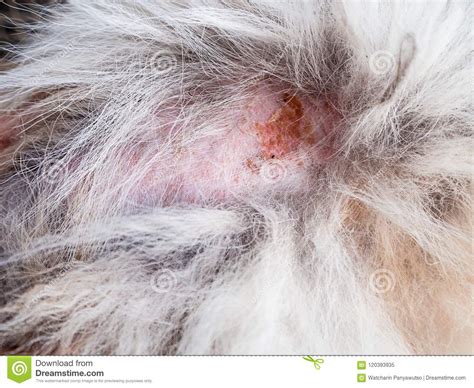 Chiuda Sulla Pelle Ed I Peli Di Cane Questa Manifestazione La Dermatite In Cane E Malattia