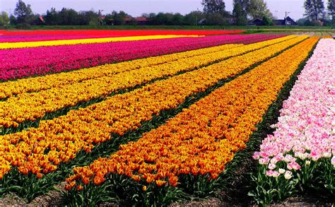 Photo Collection From Tulip Fields Best Wallpaper Views