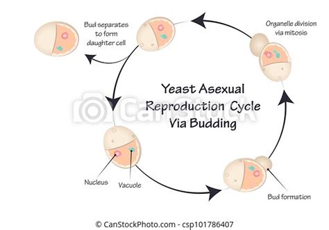 Budding Yeast Cycle Yeast Asexual Reproduction Cycle Via Budding